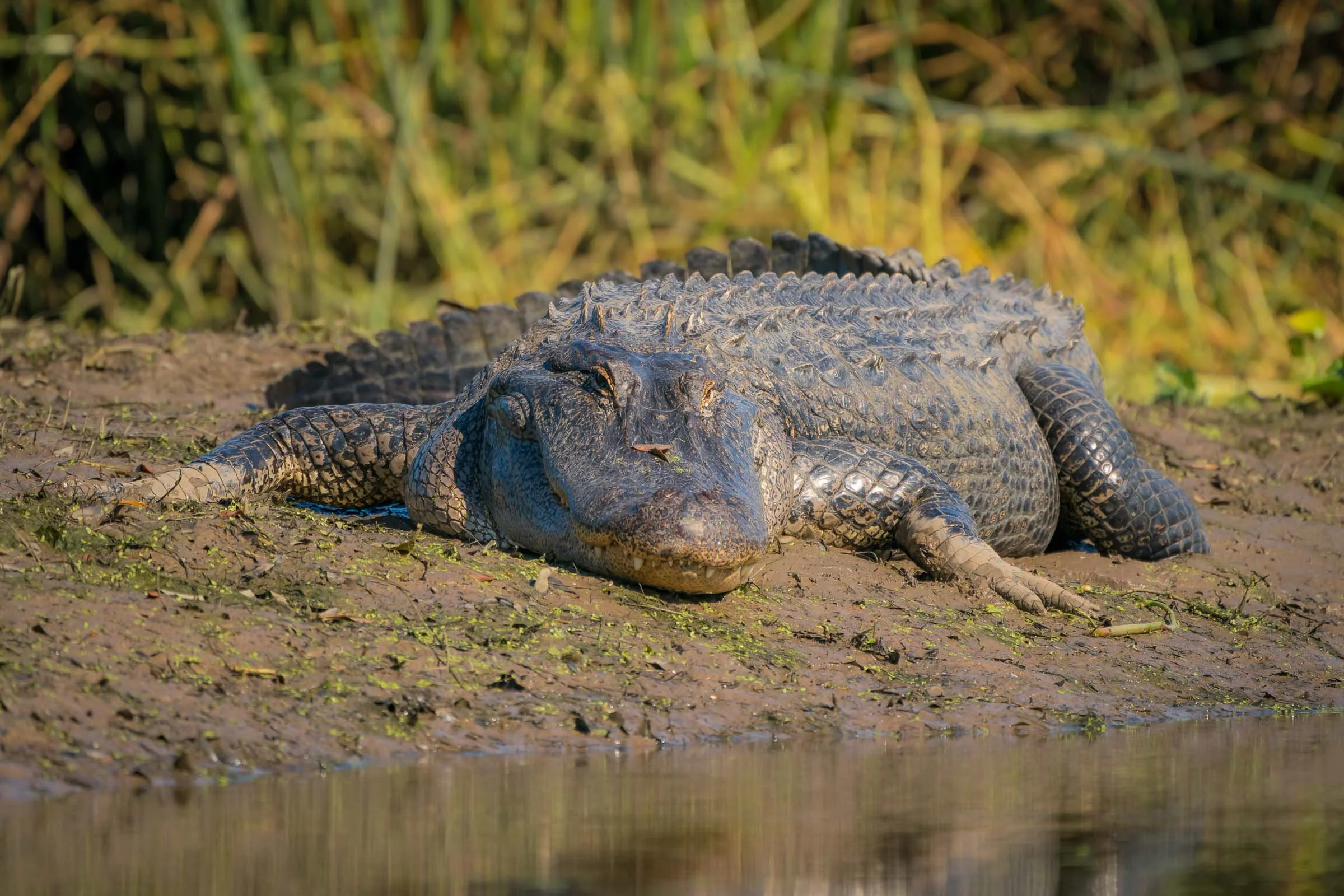 ●ALLIGATOR CITY Alligator sighting: ABC13 viewer spots large reptile in the Colony